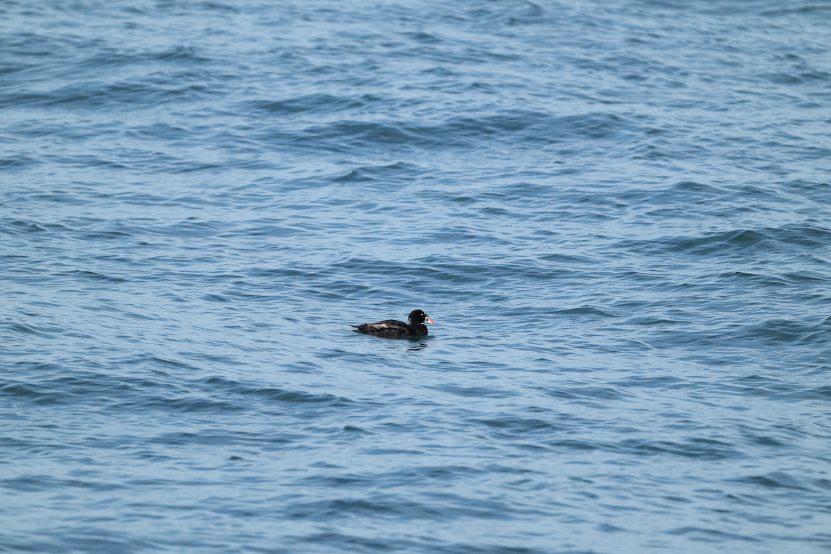 Surf Scoter - ML620015002