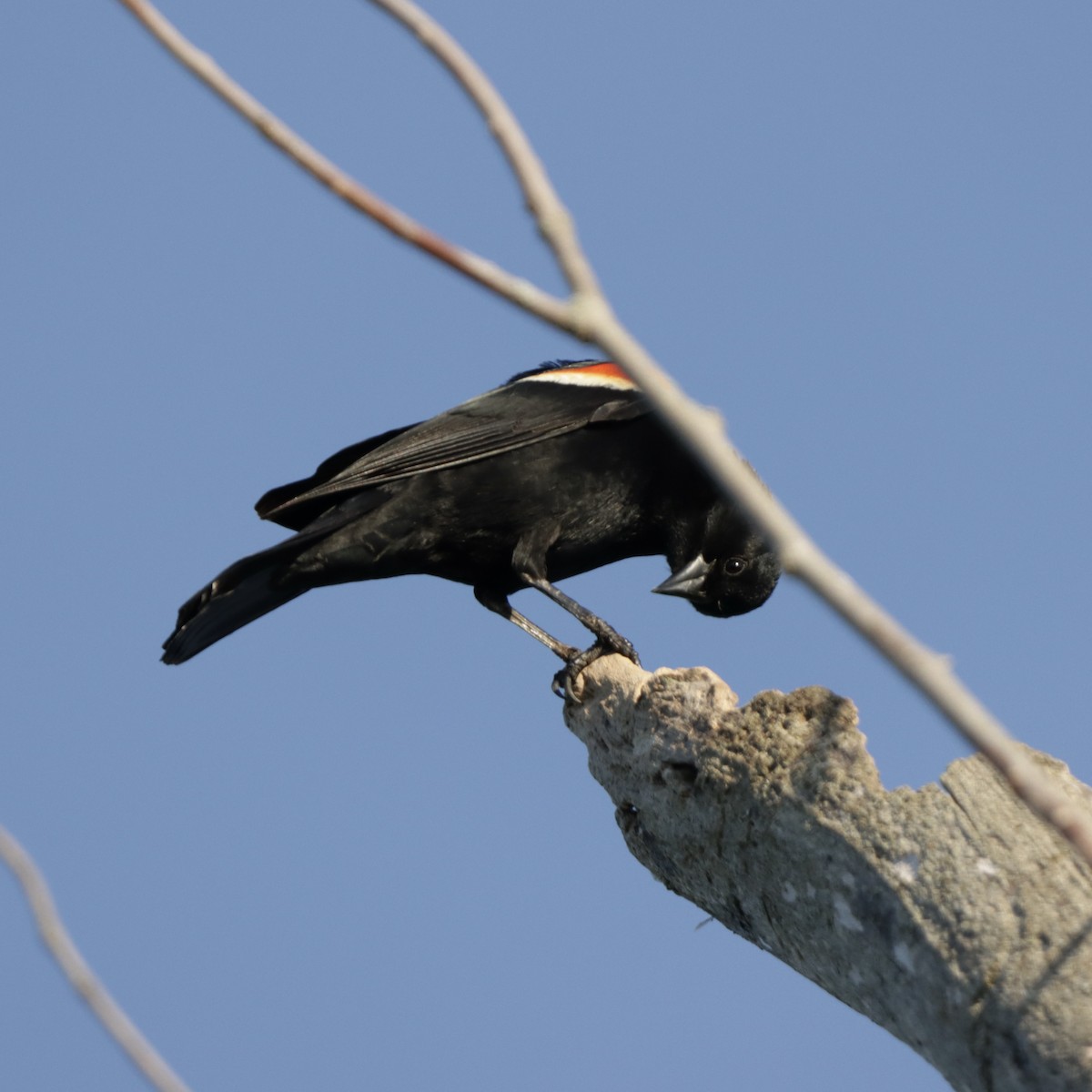Red-winged Blackbird - ML620015006