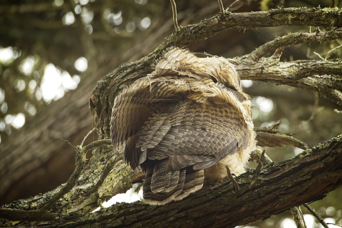 amerikahubro - ML620015017