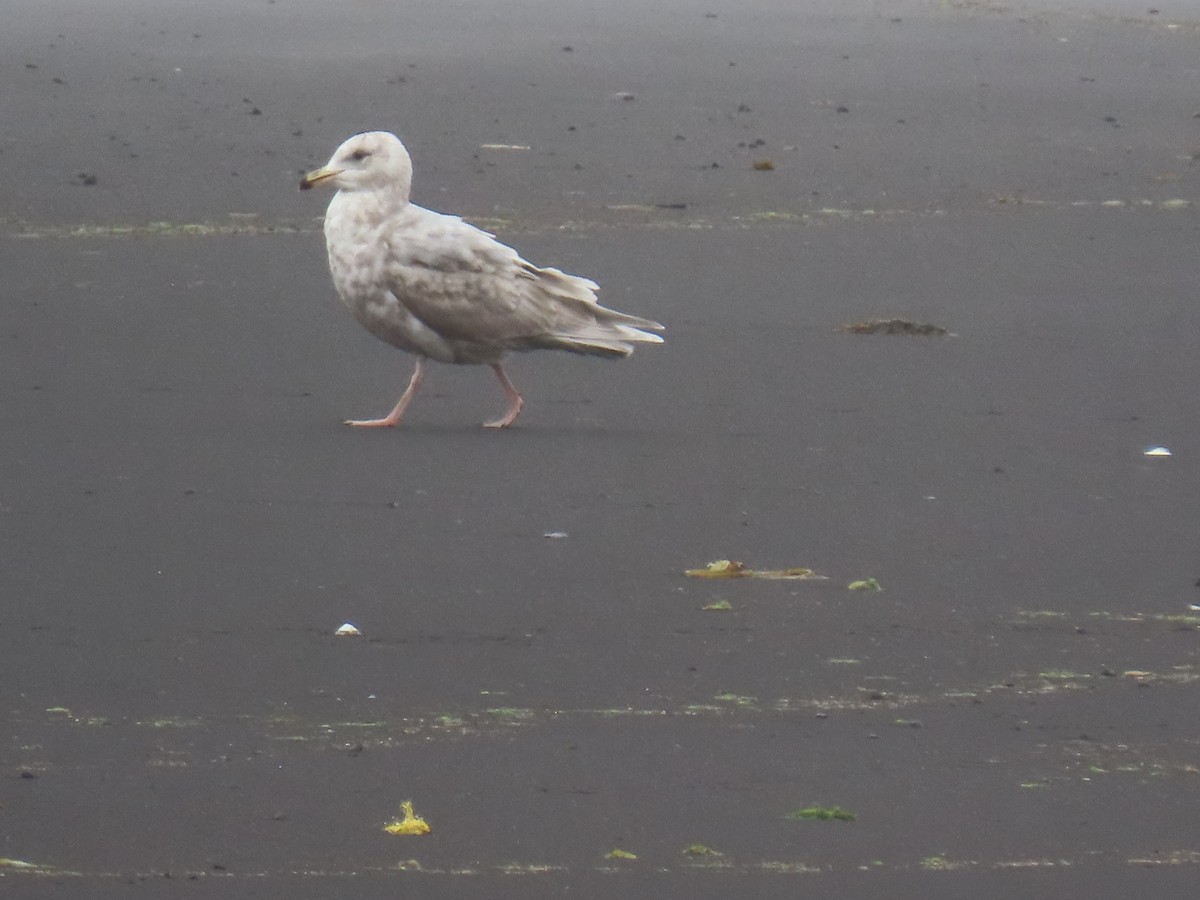 Glaucous-winged Gull - ML620015026