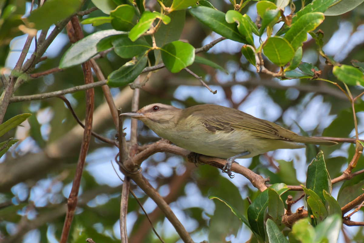 Black-whiskered Vireo - ML620015033