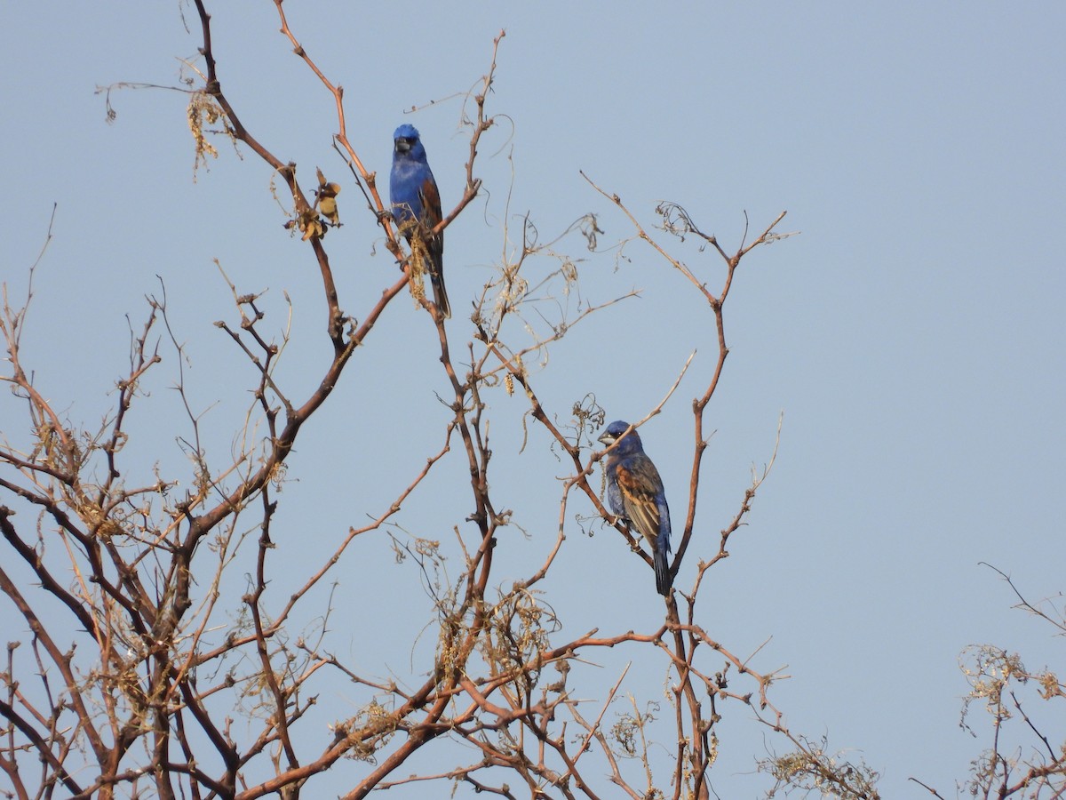 Guiraca bleu - ML620015073