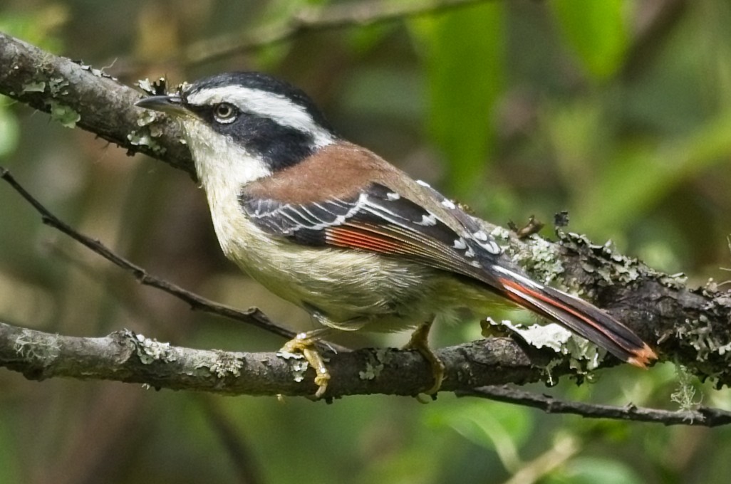 Red-tailed Minla - ML620015078