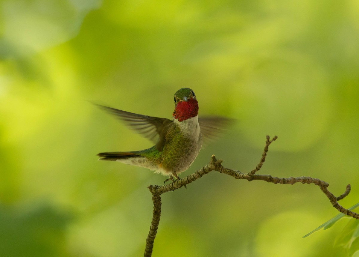 Broad-tailed Hummingbird - ML620015082