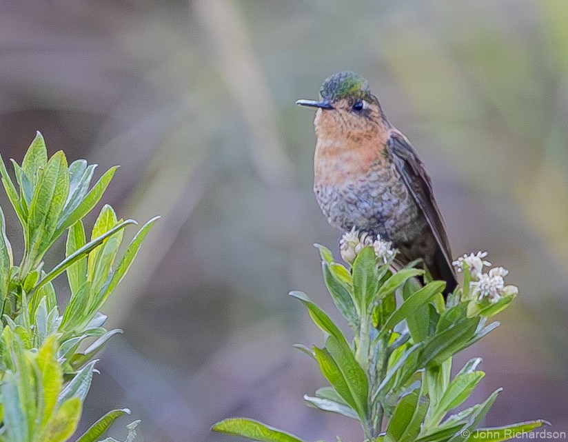 kolibřík perijský - ML620015085
