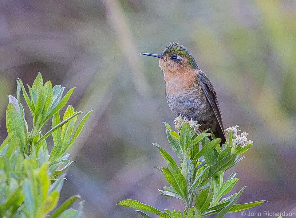 kolibřík perijský - ML620015086
