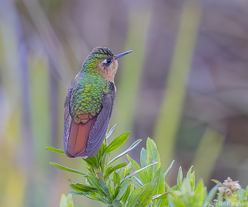 kolibřík perijský - ML620015087