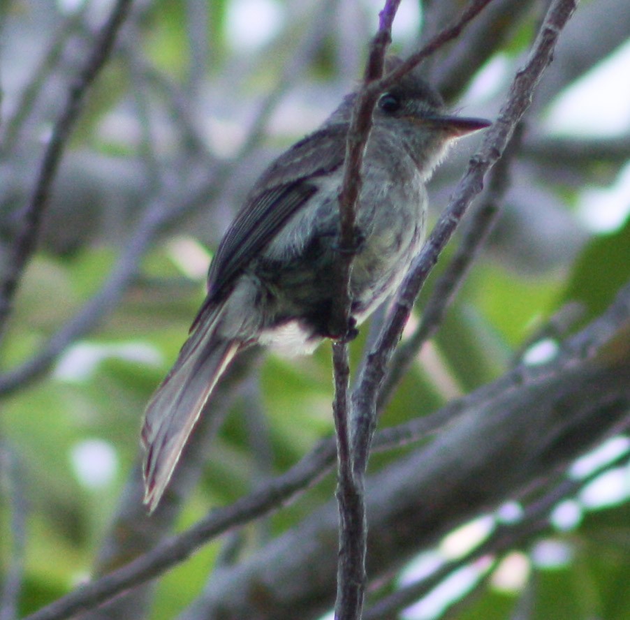 Cuban Pewee - ML620015089