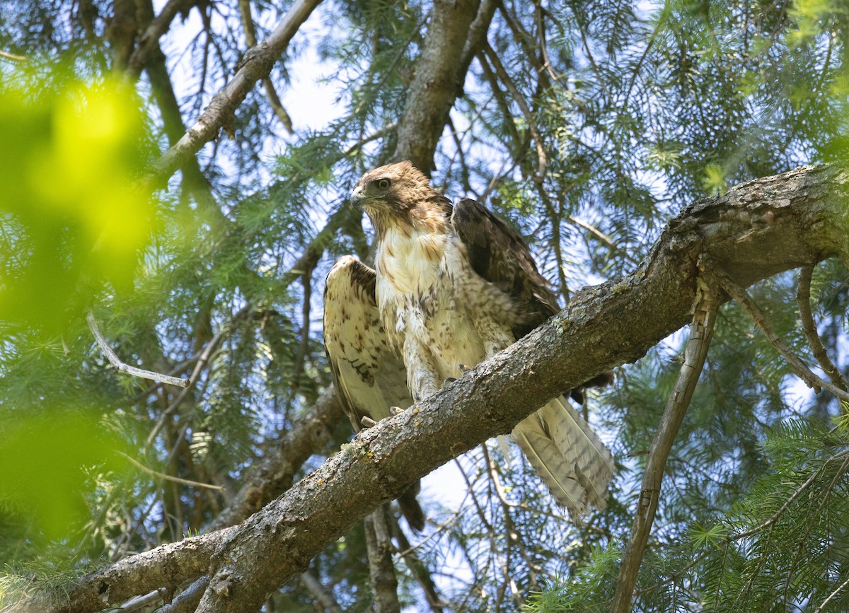 Red-tailed Hawk - ML620015091