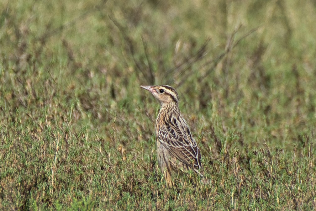 Eastern Meadowlark - ML620015092