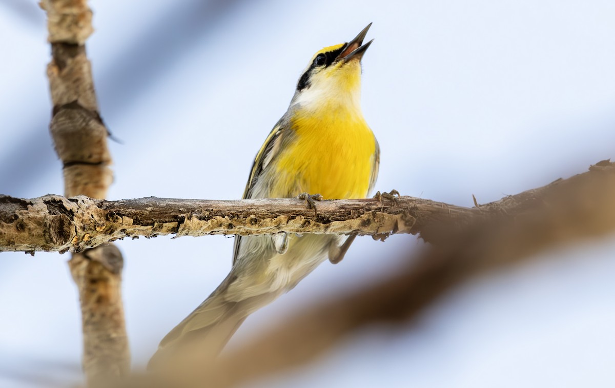 Golden-winged x Blue-winged Warbler (hybrid) - ML620015102