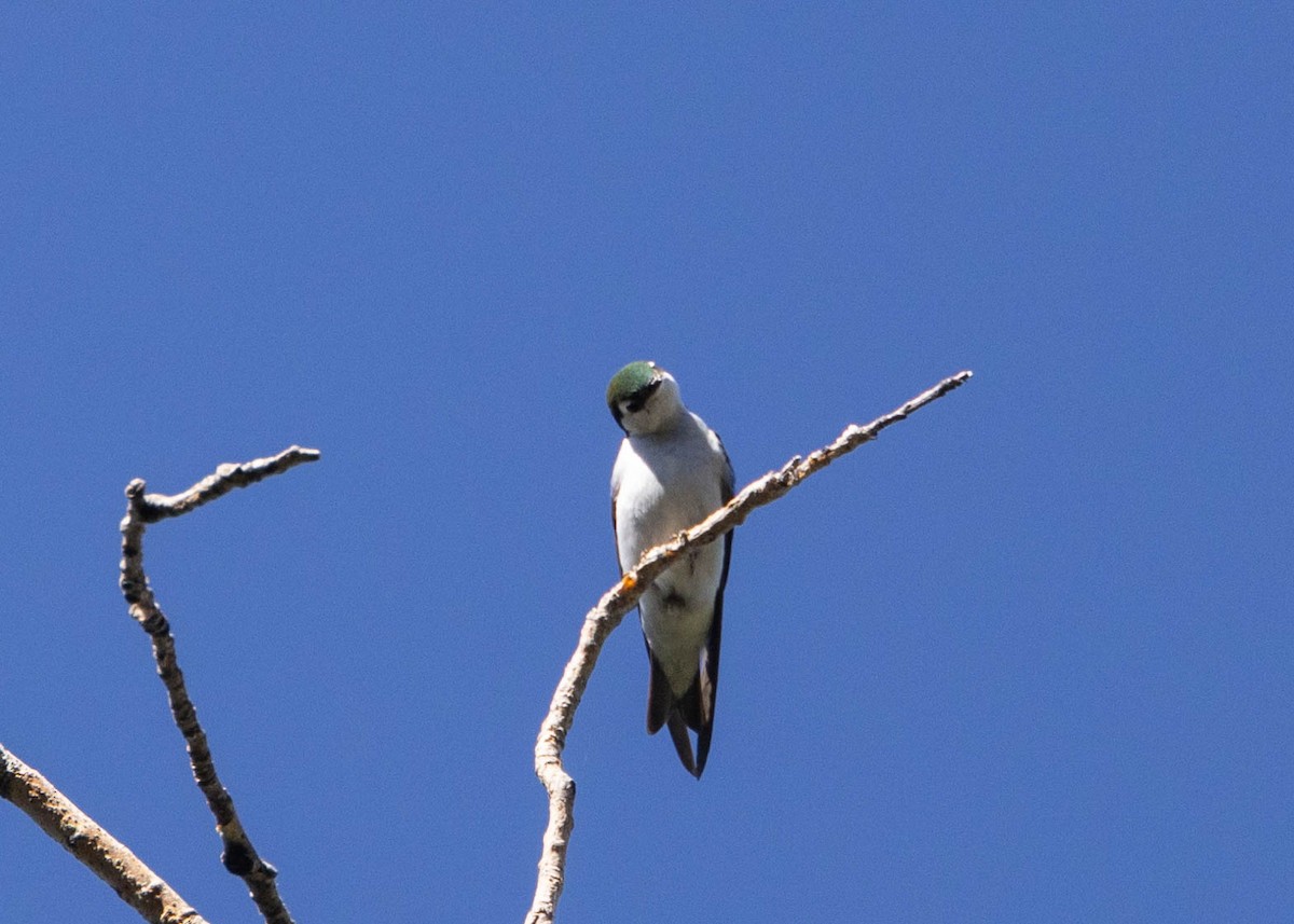 Violet-green Swallow - ML620015103