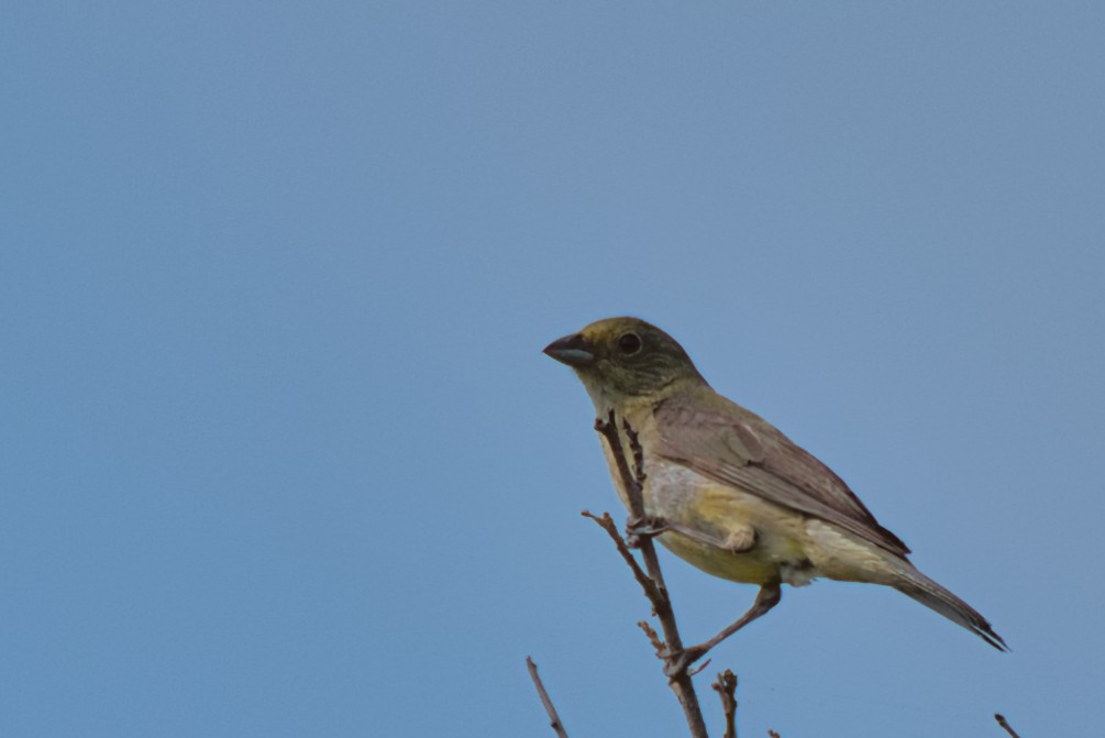 Painted Bunting - ML620015110