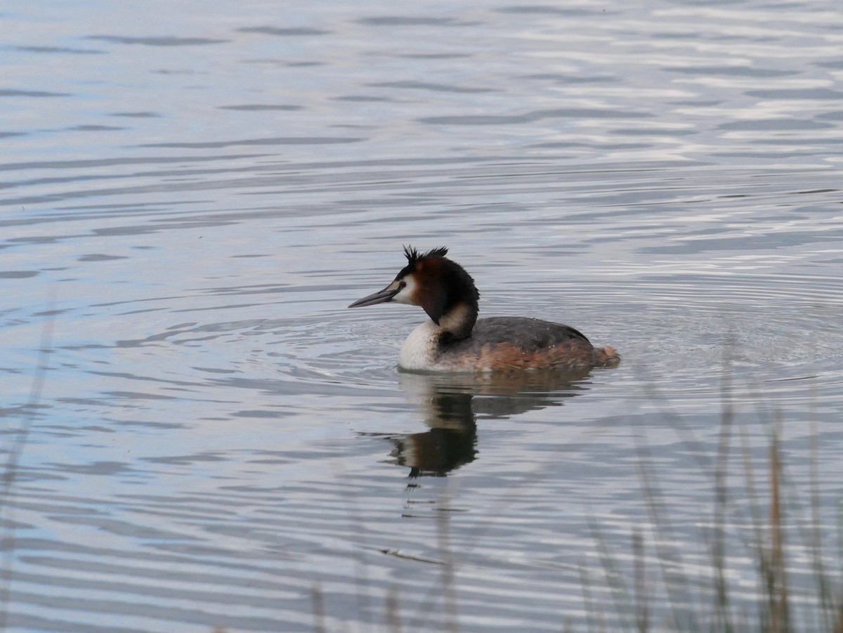 Great Crested Grebe - ML620015114