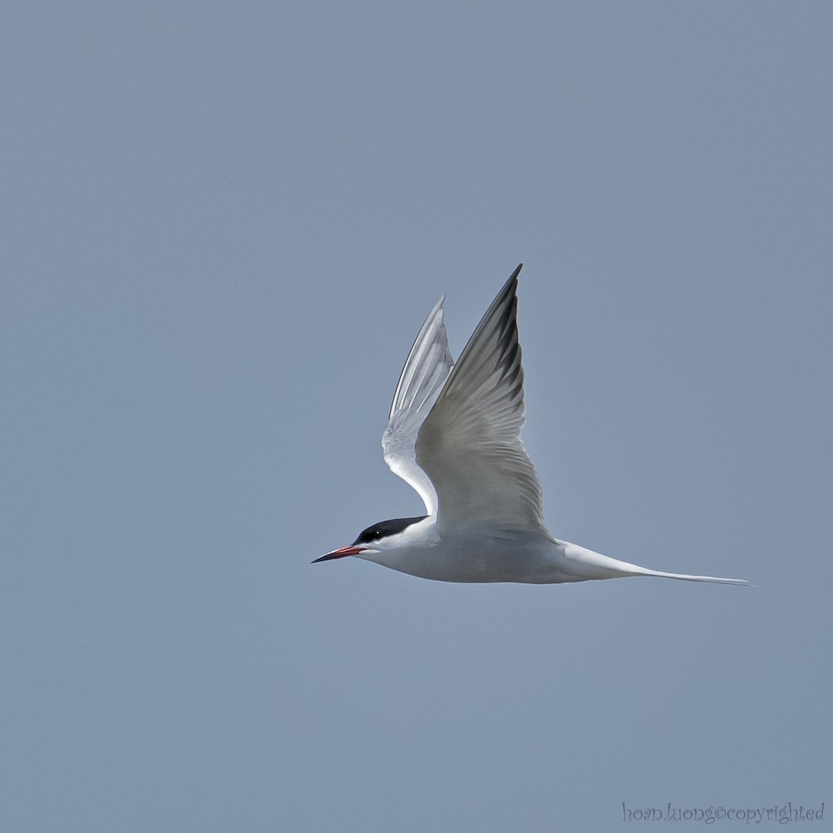 Common Tern - ML620015139