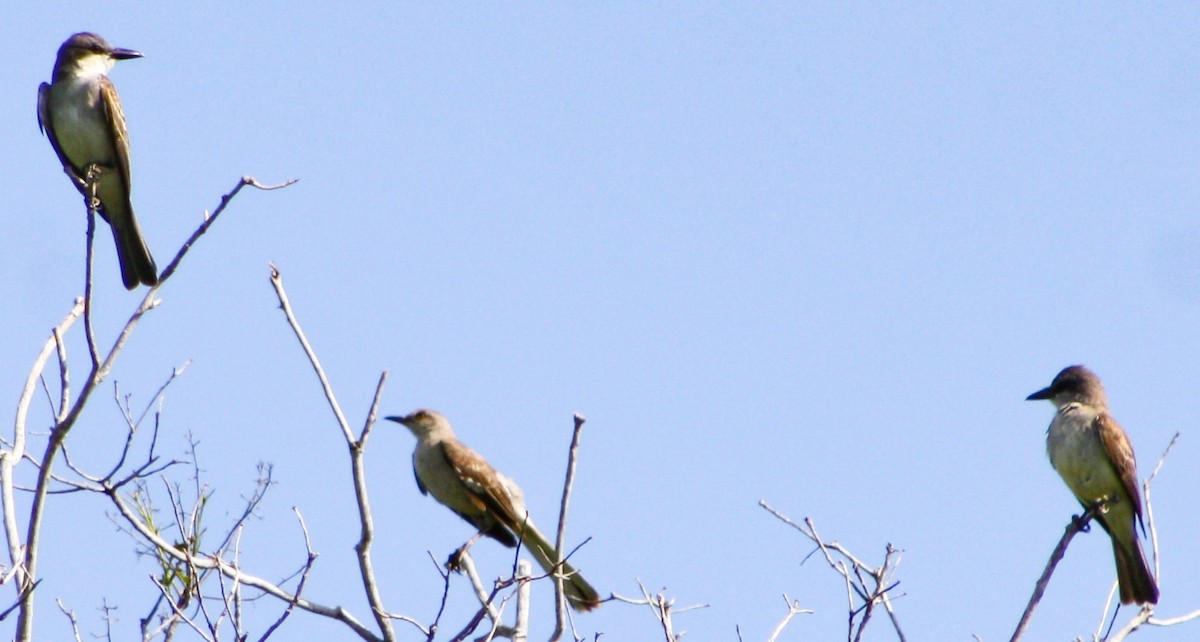 Northern Mockingbird - ML620015148