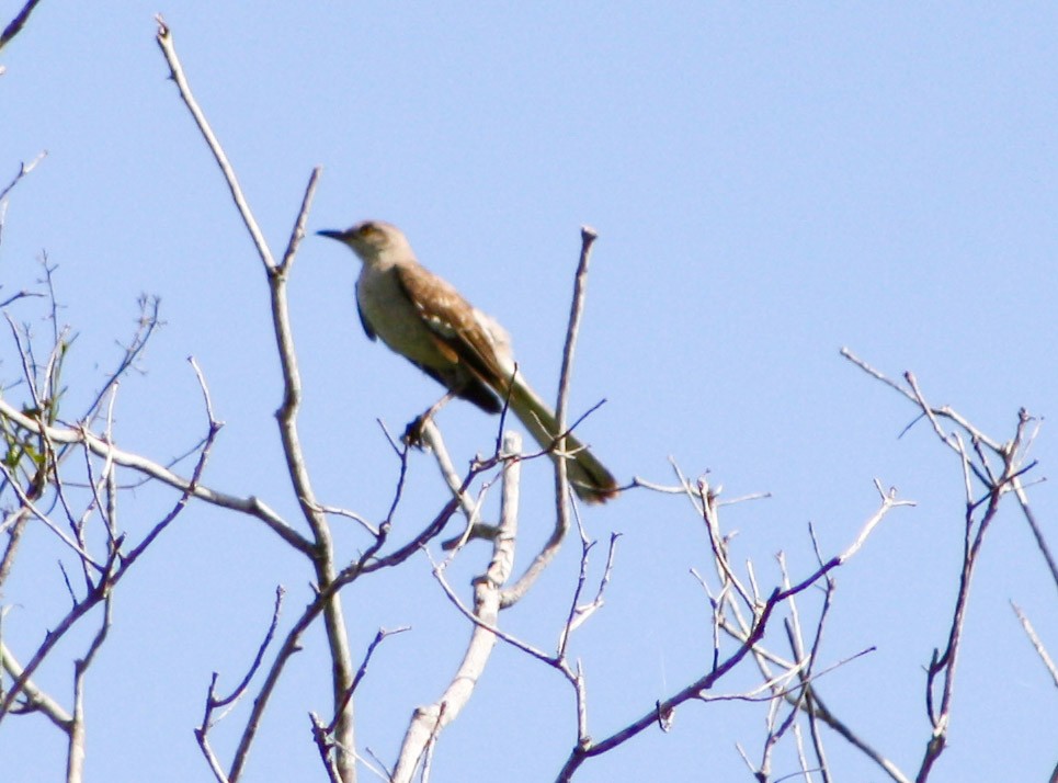 Northern Mockingbird - ML620015149