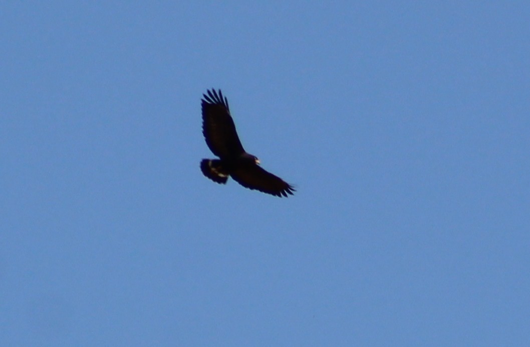 Common Black Hawk (Common) - ML620015151