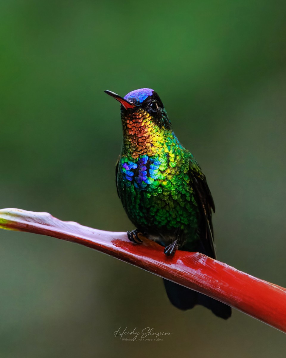 kolibřík ohnivobradý - ML620015166