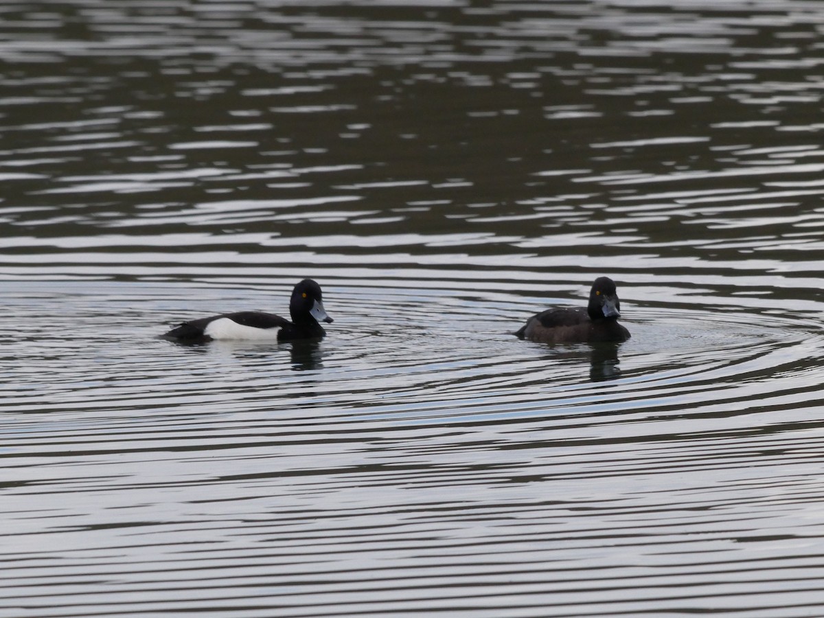 Tufted Duck - ML620015170