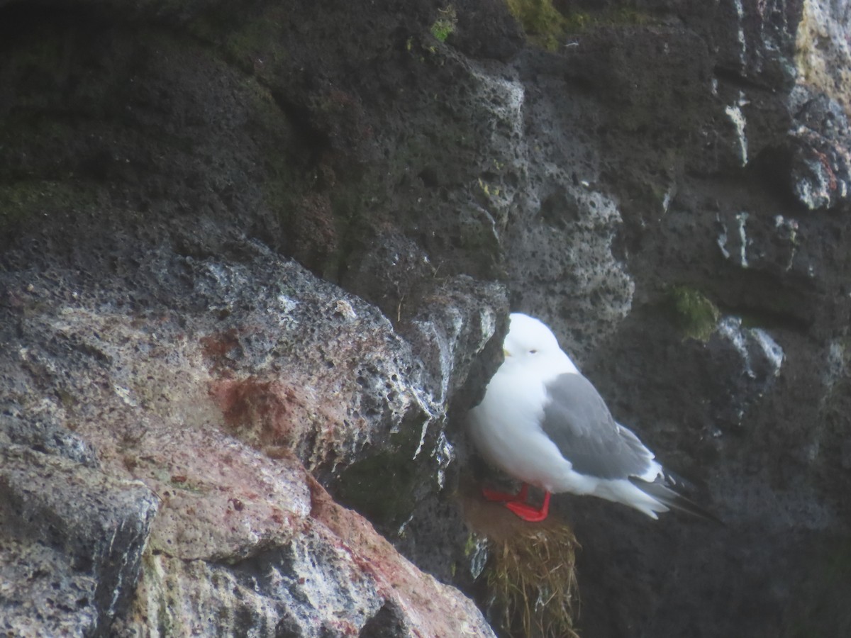 Red-legged Kittiwake - ML620015172