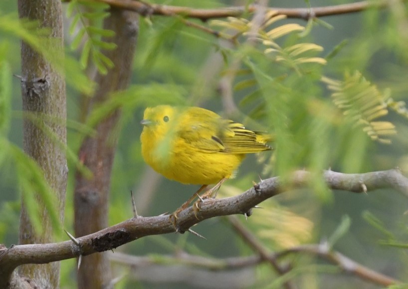 Yellow Warbler - ML620015176