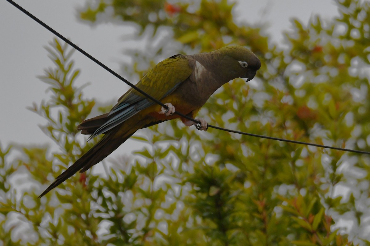 arara patagonský - ML620015189