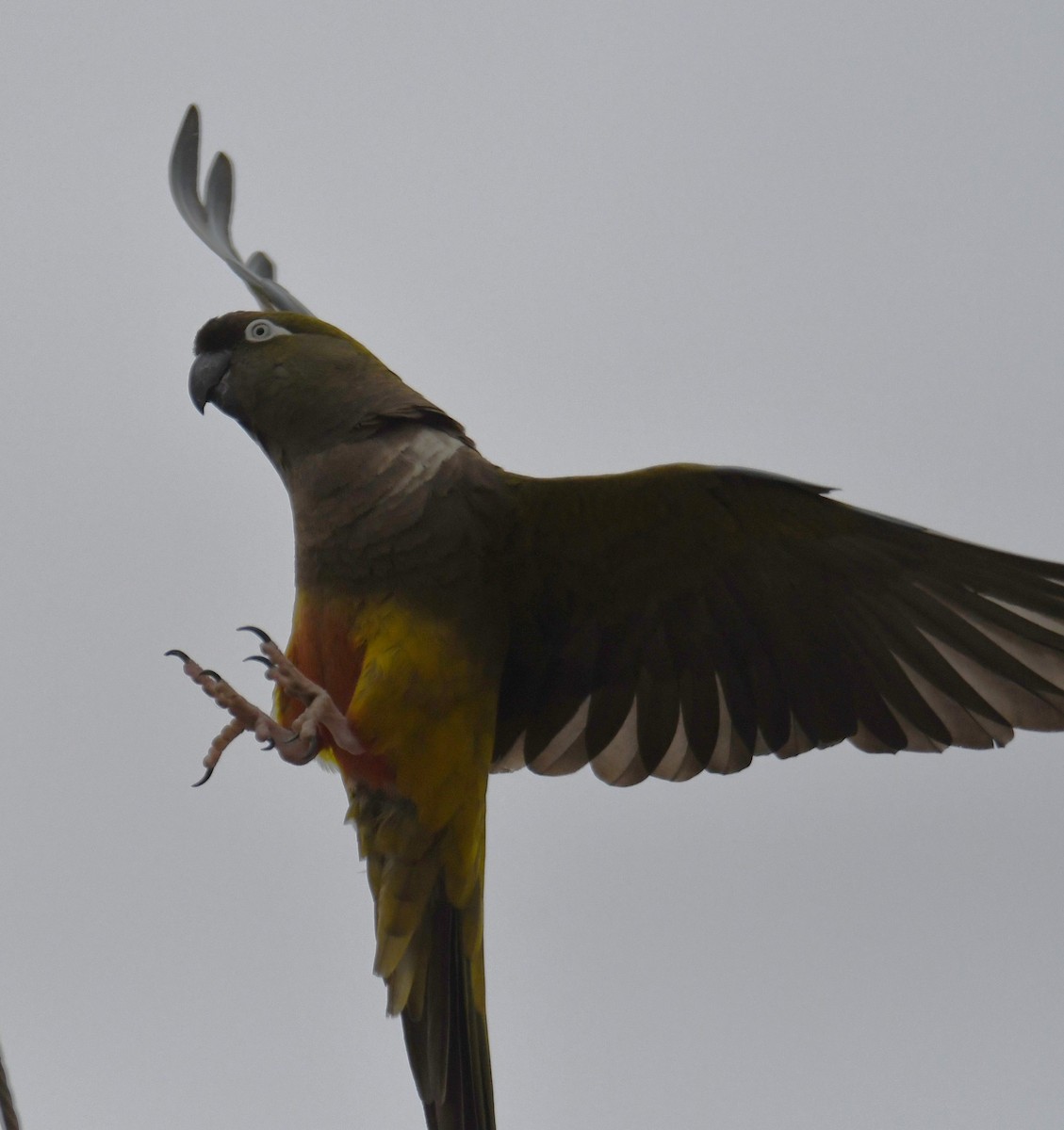 Patagonya Papağanı - ML620015190