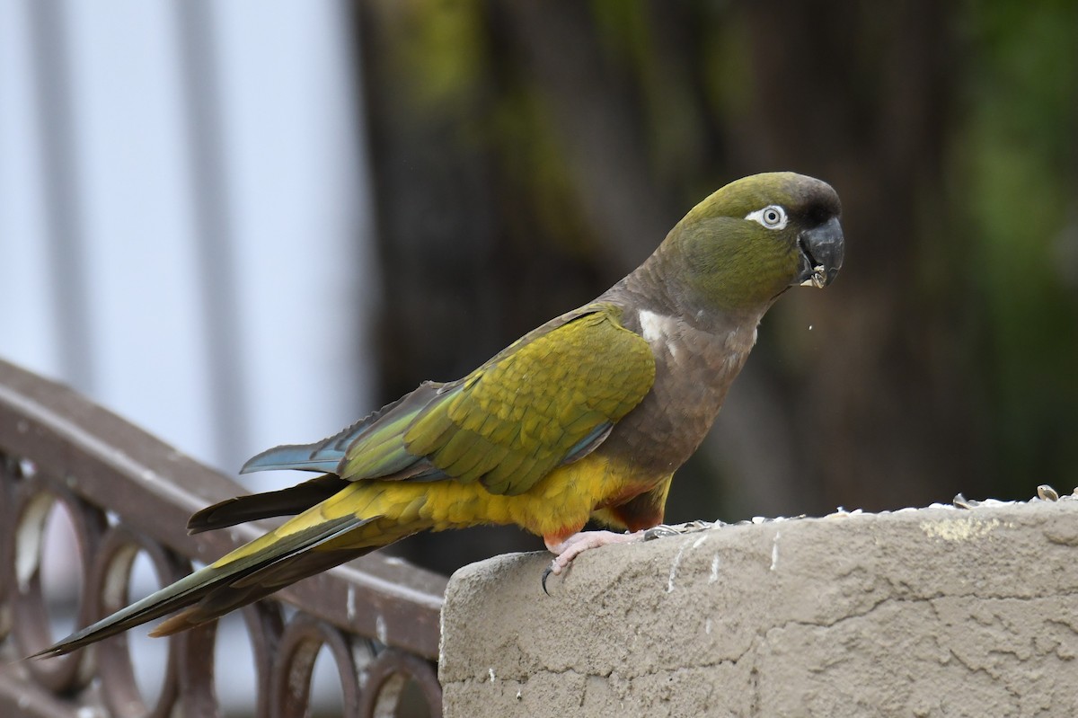 Conure de Patagonie - ML620015191