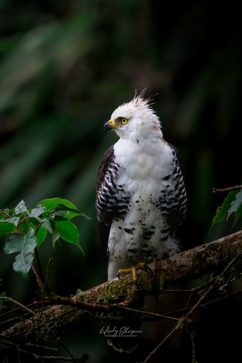 Ornate Hawk-Eagle - ML620015194