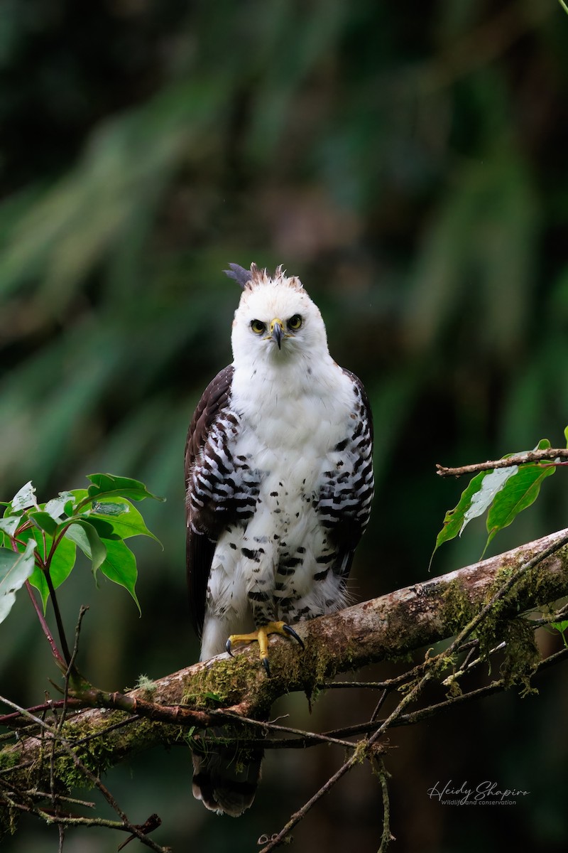 Ornate Hawk-Eagle - ML620015195