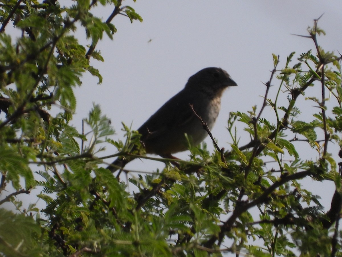 Canyon Towhee - ML620015205