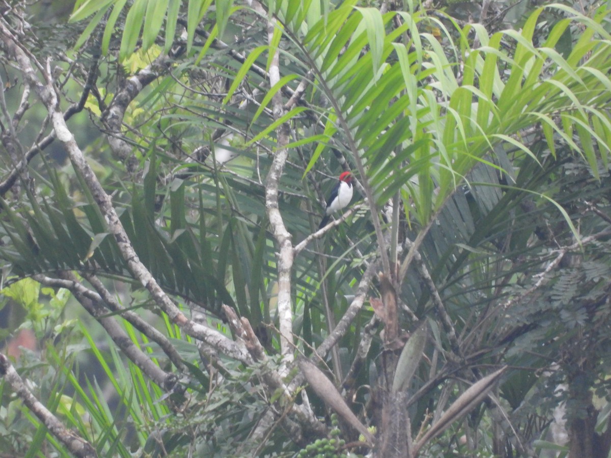 Red-capped Cardinal - ML620015217