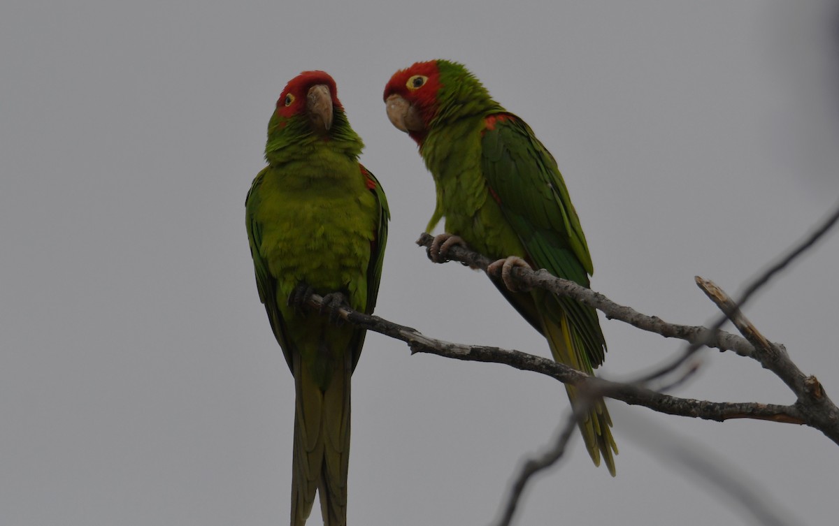 Guayaquil Papağanı - ML620015221