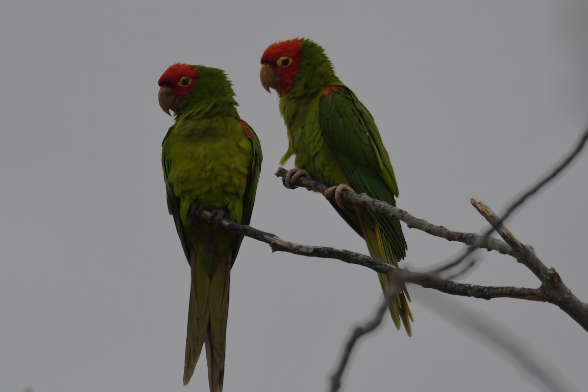 Guayaquil Papağanı - ML620015223