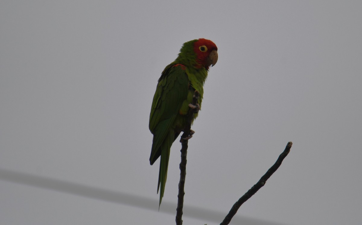 Guayaquil Papağanı - ML620015224