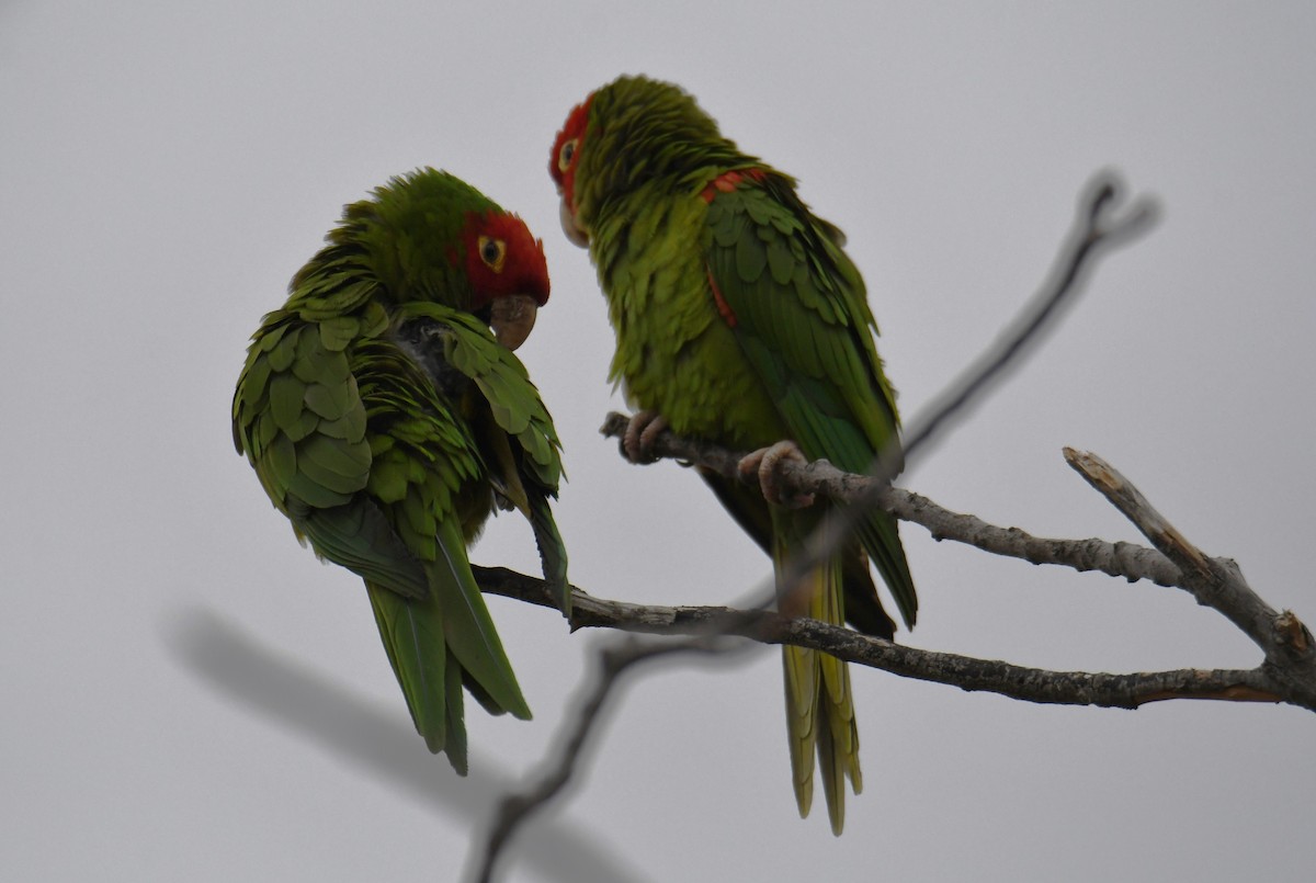 Guayaquil Papağanı - ML620015225