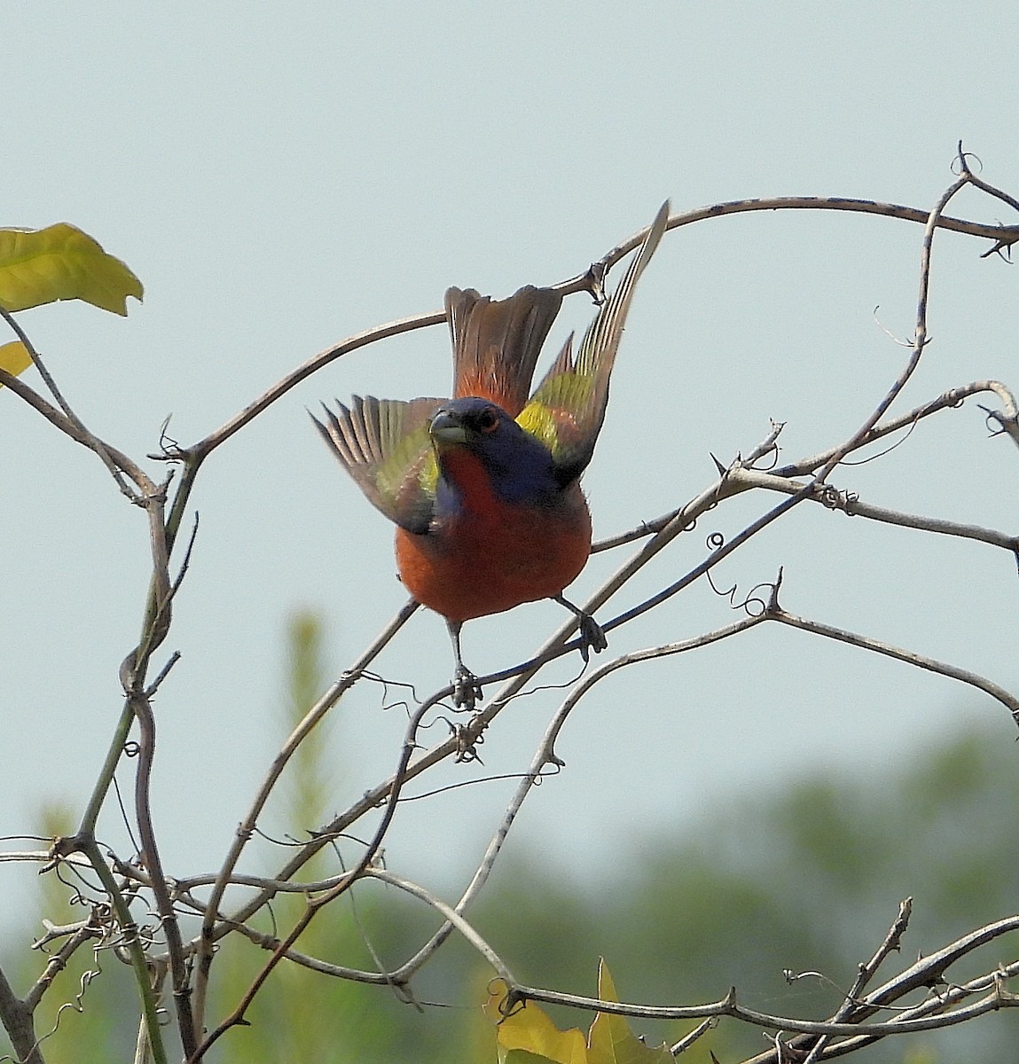 Painted Bunting - ML620015226