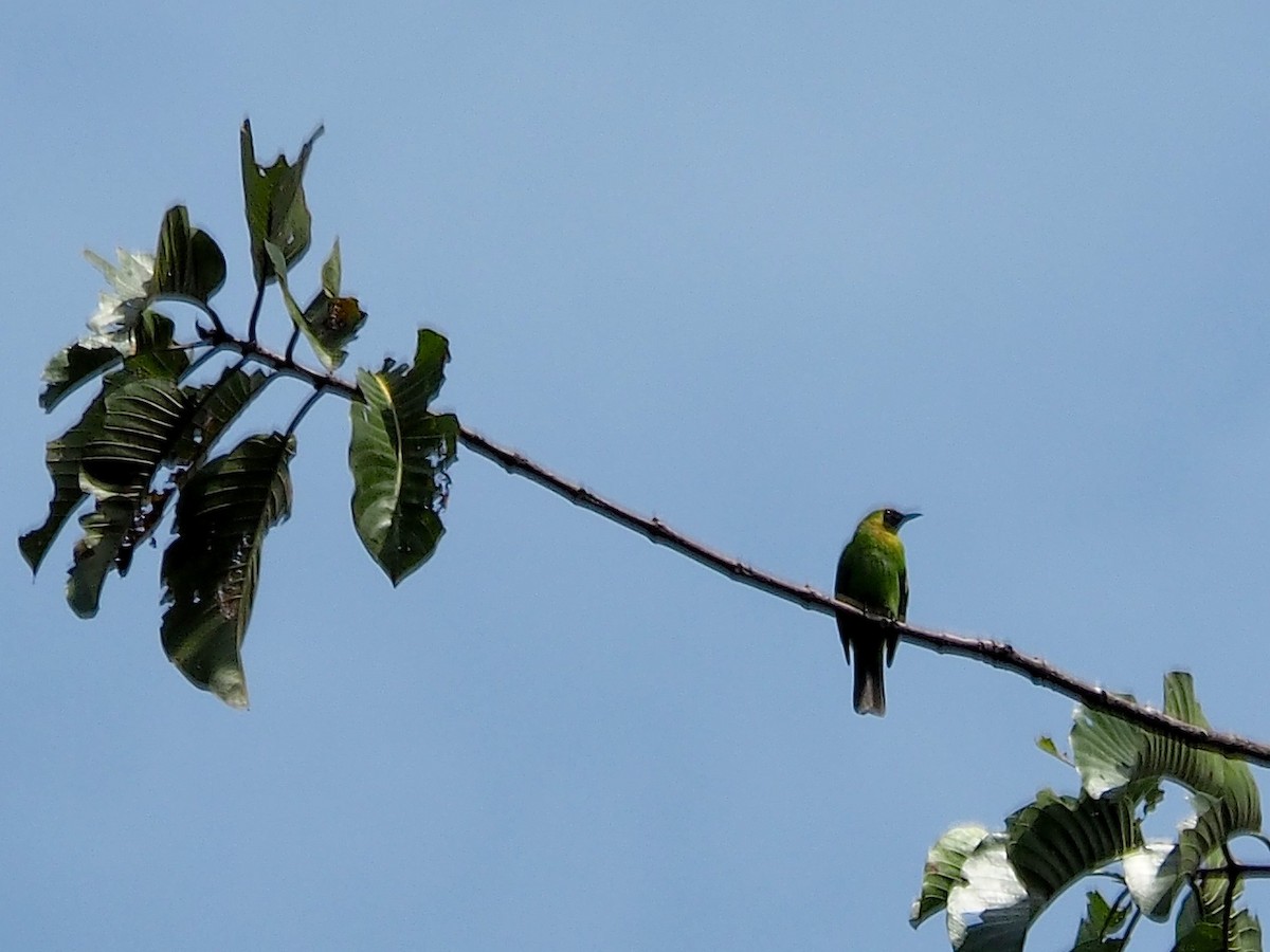 Greater Green Leafbird - ML620015233