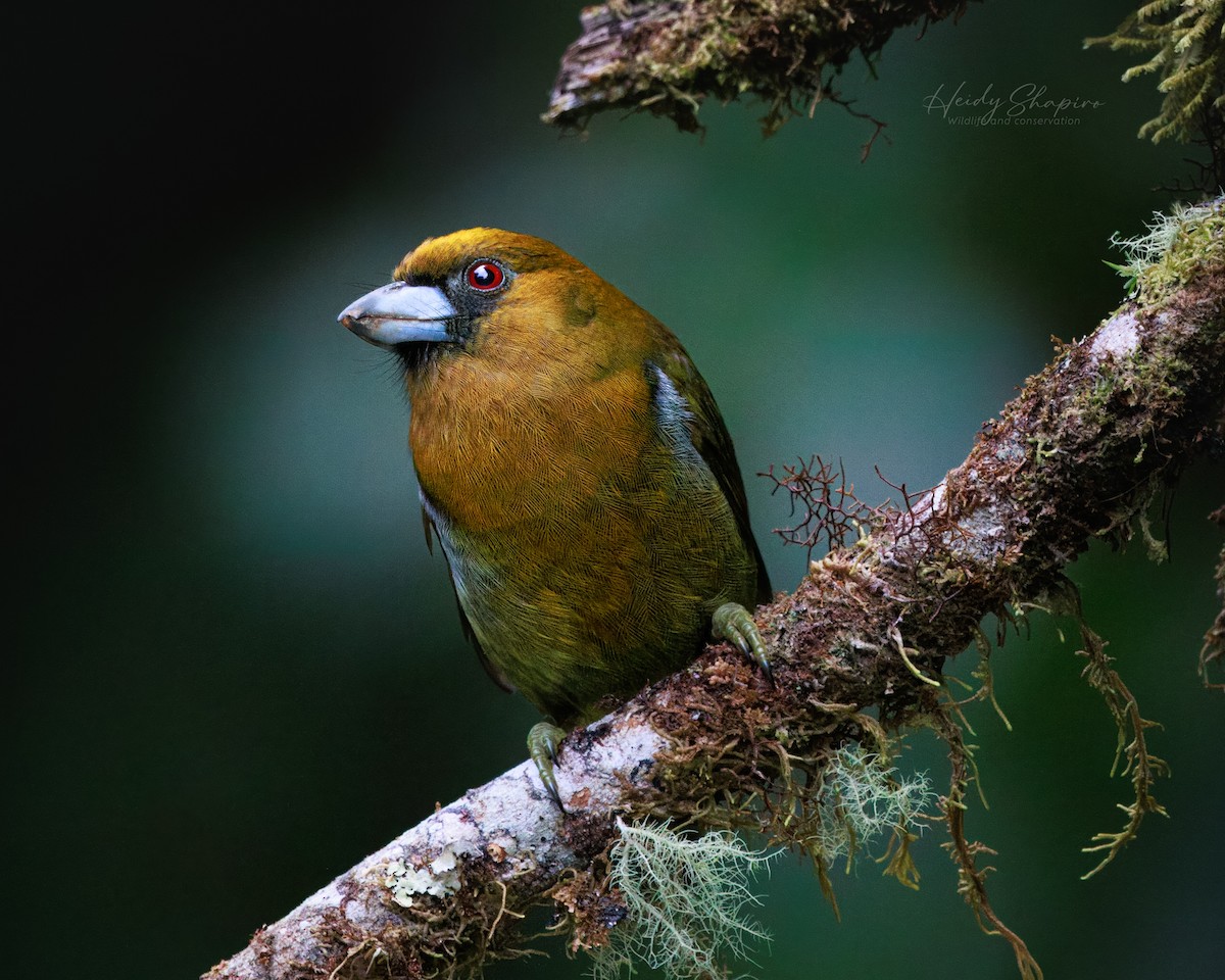 Prong-billed Barbet - ML620015235