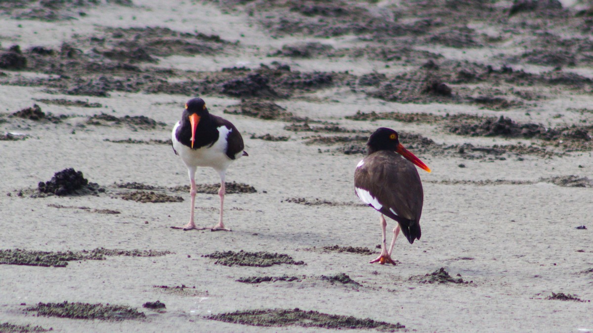 American Oystercatcher - ML620015245