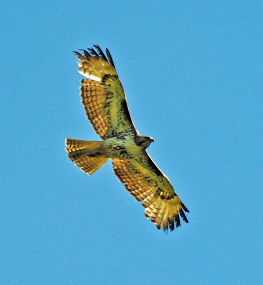 Red-tailed Hawk - ML620015249