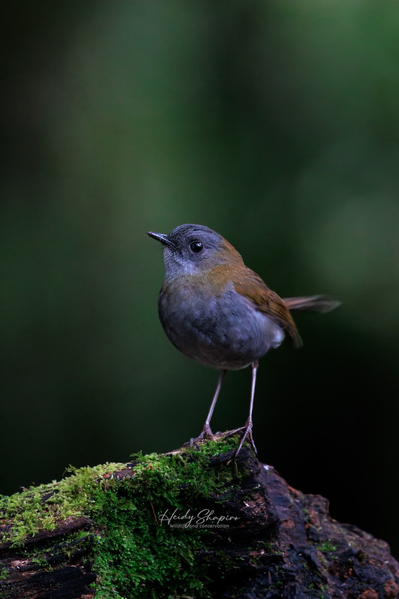 Black-billed Nightingale-Thrush - ML620015261