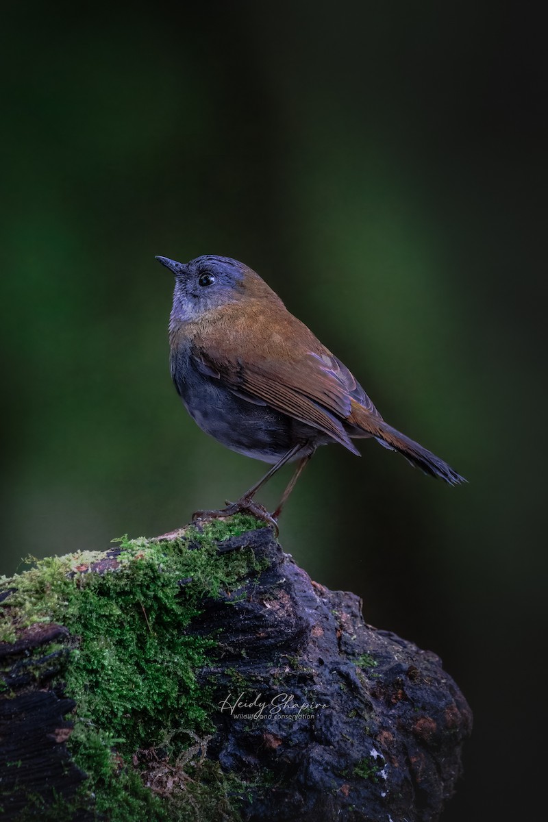 Black-billed Nightingale-Thrush - ML620015262