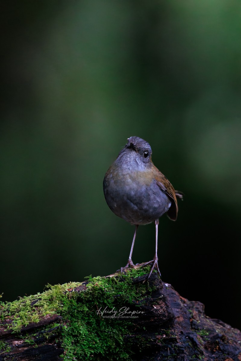 Black-billed Nightingale-Thrush - ML620015263