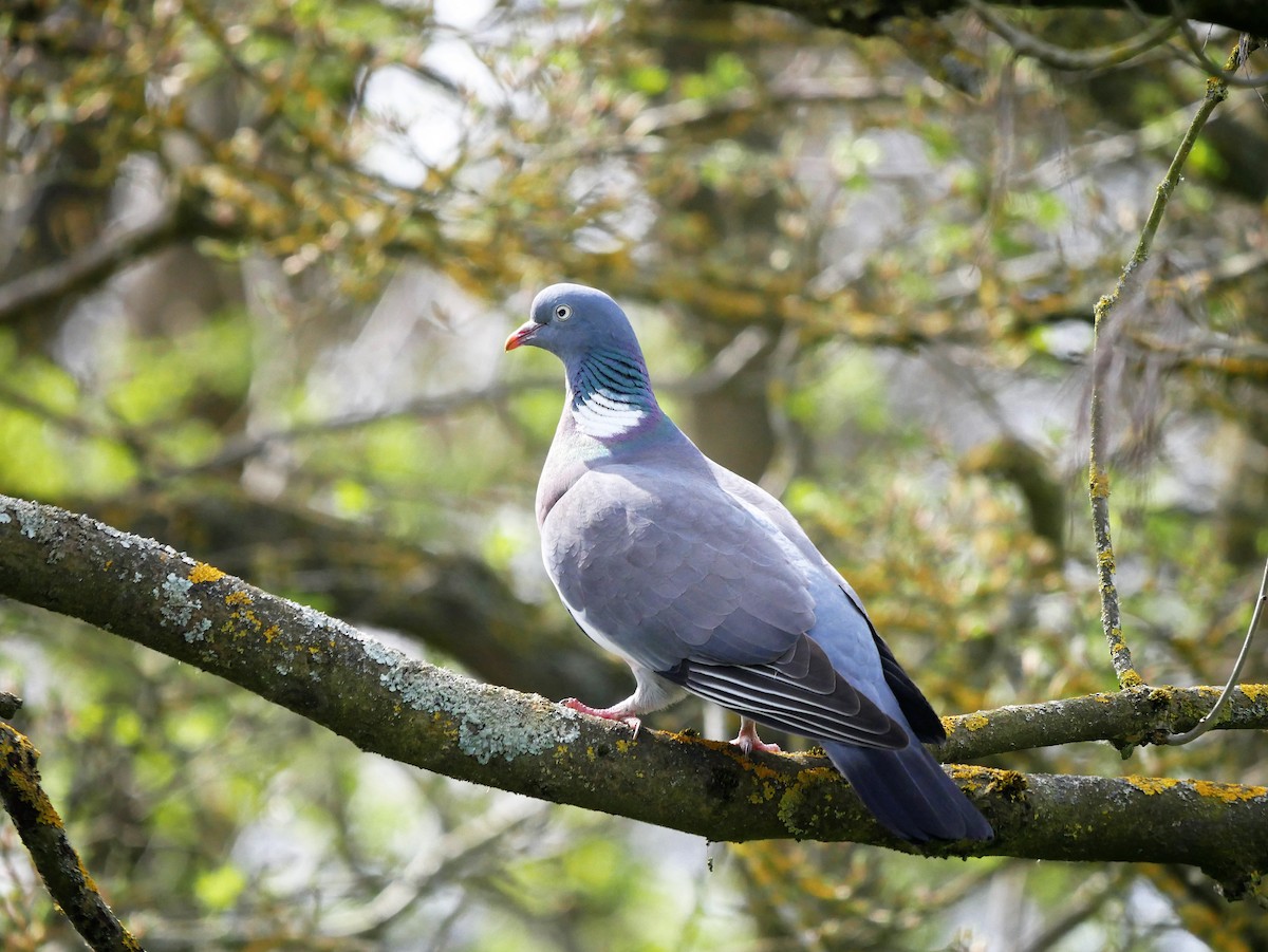 Common Wood-Pigeon - ML620015265
