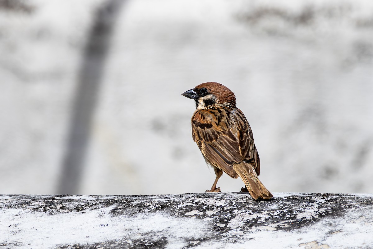 Eurasian Tree Sparrow - ML620015278