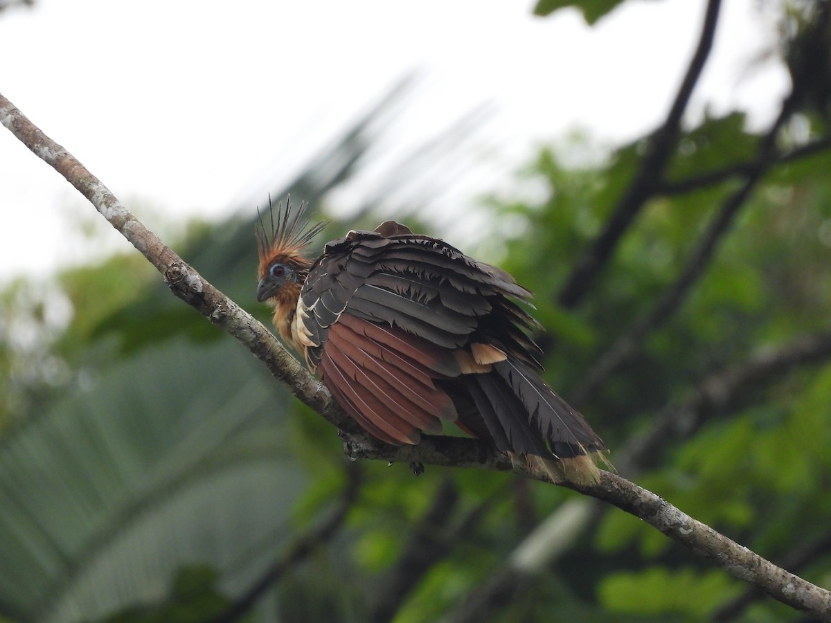 hoatzin - ML620015279