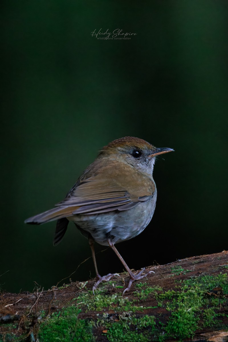 Ruddy-capped Nightingale-Thrush - ML620015296