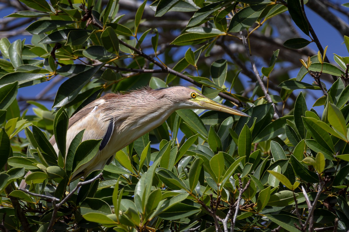 Yellow Bittern - ML620015299